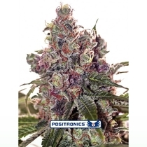 Grapefruit (Positronics Seeds) Cannabis Seeds