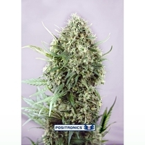 Jack Diesel Express (Positronics Seeds) Cannabis Seeds