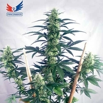 May Day Express (Positronics Seeds) Cannabis Seeds