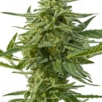 Northern Haze Express (Positronics Seeds) Cannabis Seeds