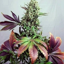 Purple Haze #1 (Positronics Seeds) Cannabis Seeds