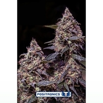 Somango #47 (Positronics Seeds) Cannabis Seeds