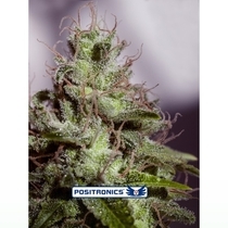 Supercheese Express (Positronics Seeds) Cannabis Seeds