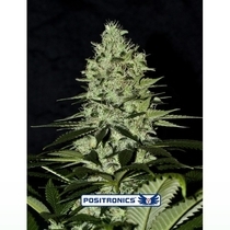 Wernard Express (Positronics Seeds) Cannabis Seeds