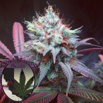 Chocolate Hashberry (Purple Caper Seeds) Cannabis Seeds