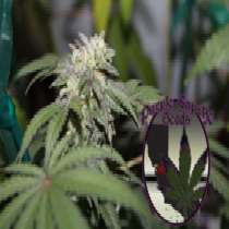Gelato BX (Purple Caper Seeds) Cannabis Seeds
