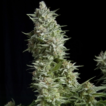 Alpujarrena (Pyramid Seeds) Cannabis Seeds