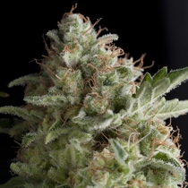 American Pie (Pyramid Seeds) Cannabis Seeds