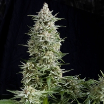 Amnesia Gold (Pyramid Seeds) Cannabis Seeds