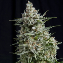 Anesthesia (Pyramid Seeds) Cannabis Seeds