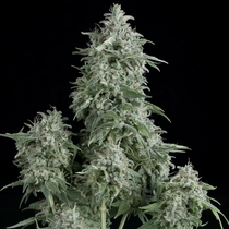 Anubis (Pyramid Seeds) Cannabis Seeds