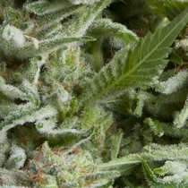 Auto Alpujarrena (Pyramid Seeds) Cannabis Seeds