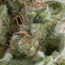 Auto American Pie  (Pyramid Seeds) Cannabis Seeds