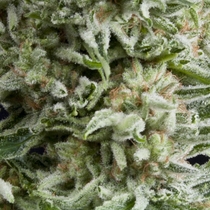 Auto Amnesia Gold (Pyramid Seeds) Cannabis Seeds
