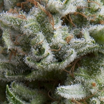 Auto Anesthesia (Pyramid Seeds) Cannabis Seeds