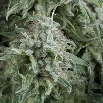 Auto Anubis (Pyramid Seeds) Cannabis Seeds