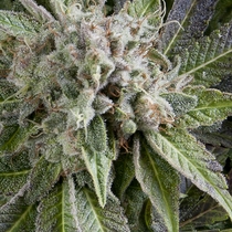 Auto Blue Pyramid (Pyramid Seeds) Cannabis Seeds