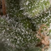 Auto Fresh Candy (Pyramid Seeds) Cannabis Seeds