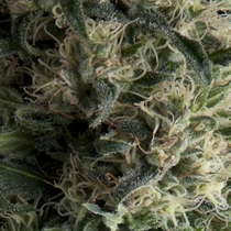 Auto Galaxy (Pyramid Seeds) Cannabis Seeds