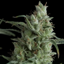 Auto Kryptonite  (Pyramid Seeds) Cannabis Seeds