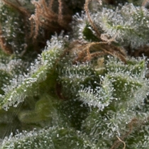 Auto Lennon (Pyramid Seeds) Cannabis Seeds