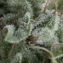 Auto Nefertiti (Pyramid Seeds) Cannabis Seeds