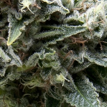 Auto New York City (Pyramid Seeds) Cannabis Seeds