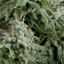 Auto Northern Lights (Pyramid Seeds) Cannabis Seeds