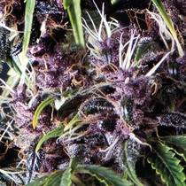 Auto Purple (Pyramid Seeds) Cannabis Seeds