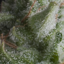 Auto Shark (Pyramid Seeds) Cannabis Seeds