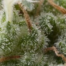 Auto Super Hash (Pyramid Seeds) Cannabis Seeds