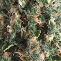 Auto Super OG Kush (Pyramid Seeds) Cannabis Seeds