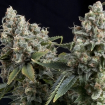 Auto Tutankhamon (Pyramid Seeds) Cannabis Seeds