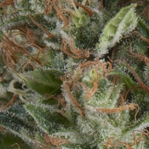 Auto Wembley (Pyramid Seeds) Cannabis Seeds