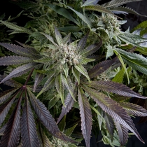 Blue Pyramid (Pyramid Seeds) Cannabis Seeds