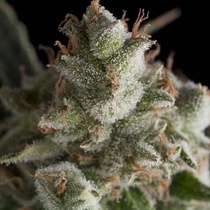 Fresh Candy (Pyramid Seeds) Cannabis Seeds