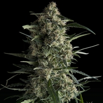Galaxy (Pyramid Seeds) Cannabis Seeds