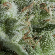 Kryptonite (Pyramid Seeds) Cannabis Seeds