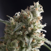 Lennon (Pyramid Seeds) Cannabis Seeds
