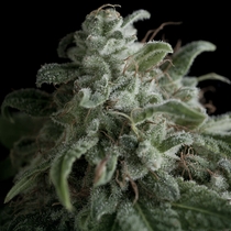 Nefertiti (Pyramid Seeds) Cannabis Seeds
