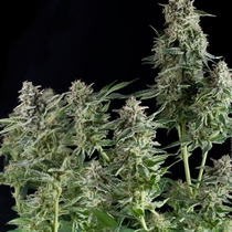Northern Lights (Pyramid Seeds) Cannabis Seeds