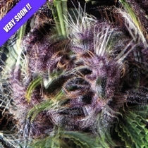 Purple (Pyramid Seeds) Cannabis Seeds