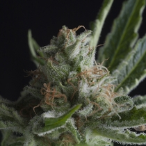 Shark (Pyramid Seeds) Cannabis Seeds