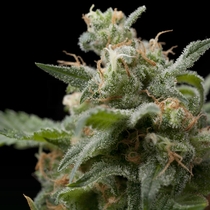Super Hash (Pyramid Seeds) Cannabis Seeds