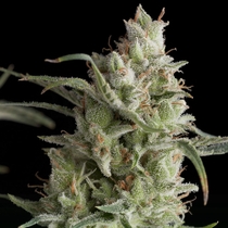 Super OG Kush (Pyramid Seeds) Cannabis Seeds