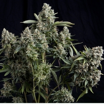 Tutankhamon (Pyramid Seeds) Cannabis Seeds