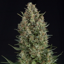 Wembley (Pyramid Seeds) Cannabis Seeds