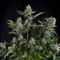 White Widow (Pyramid Seeds) Cannabis Seeds