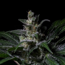 Muse Feminised (R Kiem Seeds) Cannabis Seeds
