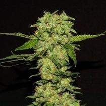 Portela Feminised (R Kiem Seeds) Cannabis Seeds